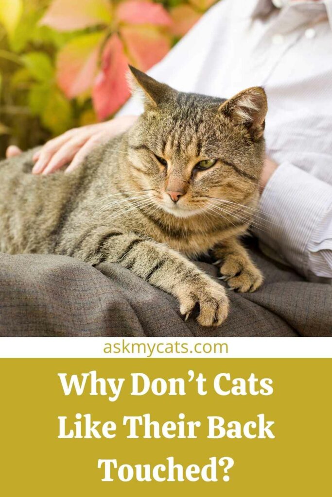 Why Don’t Cats Like Their Back Touched?