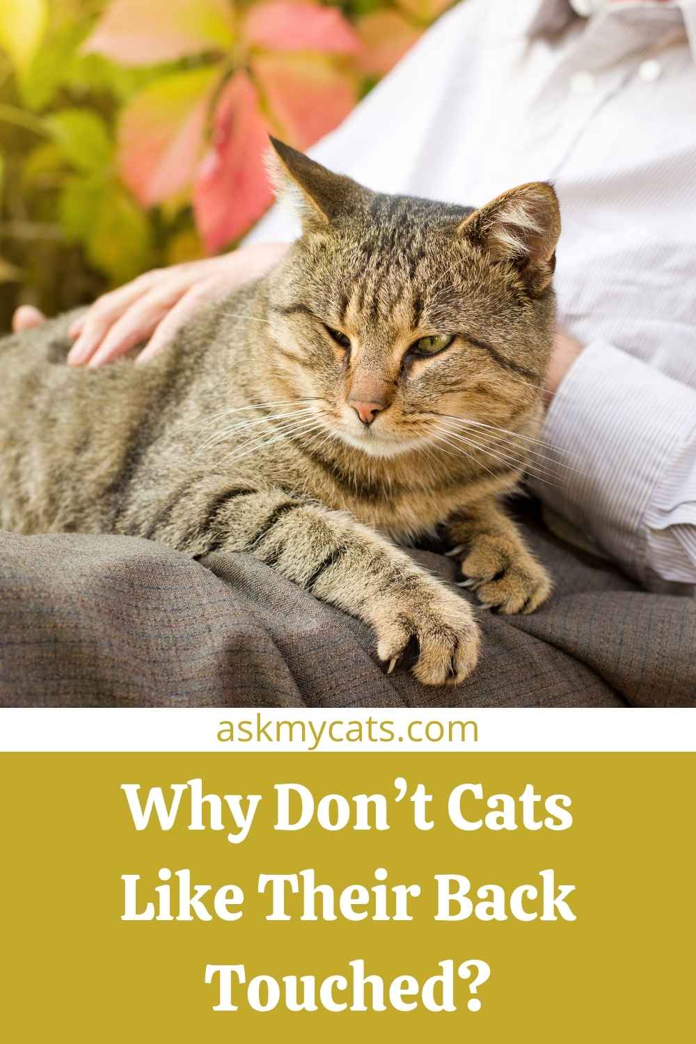 Cat Doesn’t Like Being Touched On Back! What Are The Reasons?