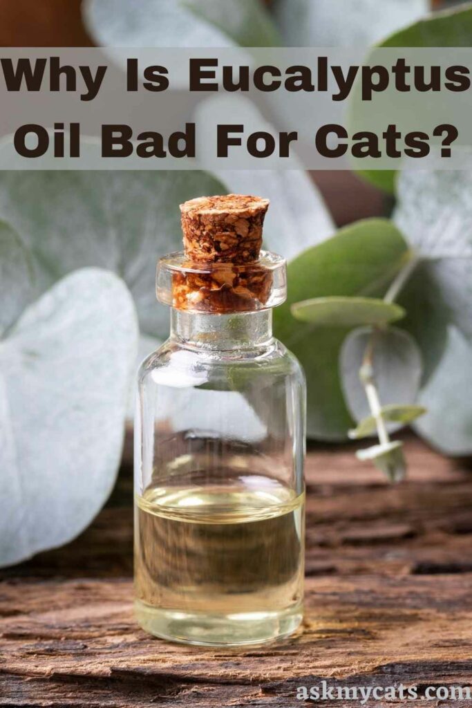 Why Is Eucalyptus Oil Bad For Cats?
