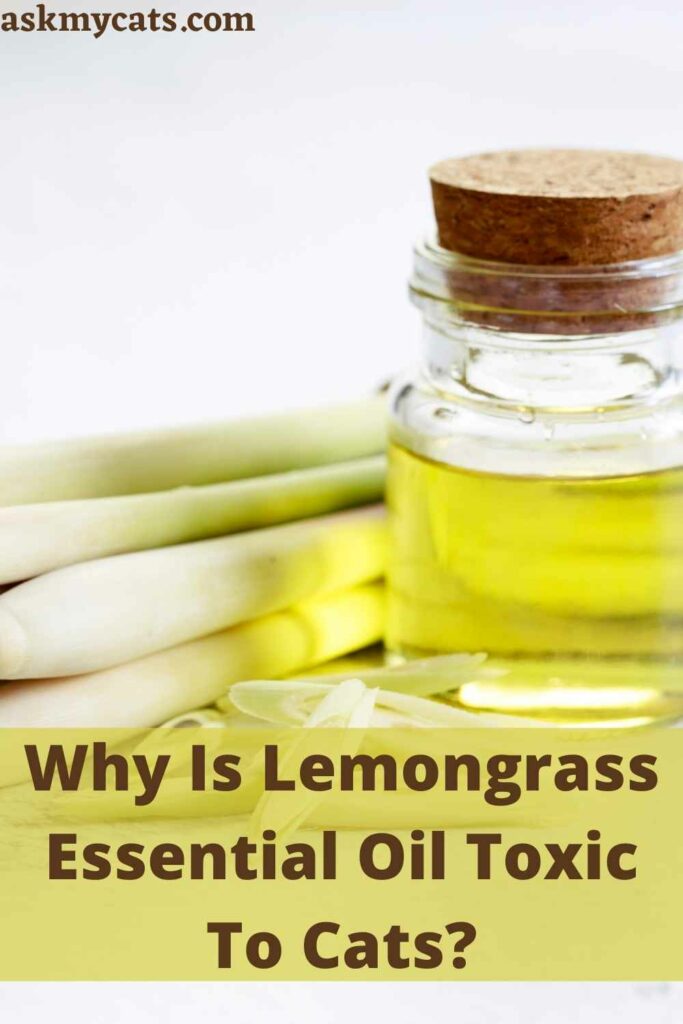 Why Is Lemongrass Essential Oil Toxic To Cats?