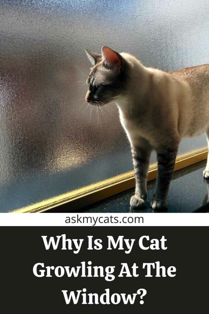 Why Is My Cat Growling At The Window?