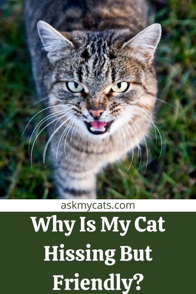 Why Is My Cat Hissing But Friendly?