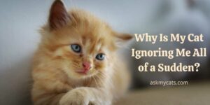 Why Is My Cat Ignoring Me All of a Sudden? Know These Reasons!