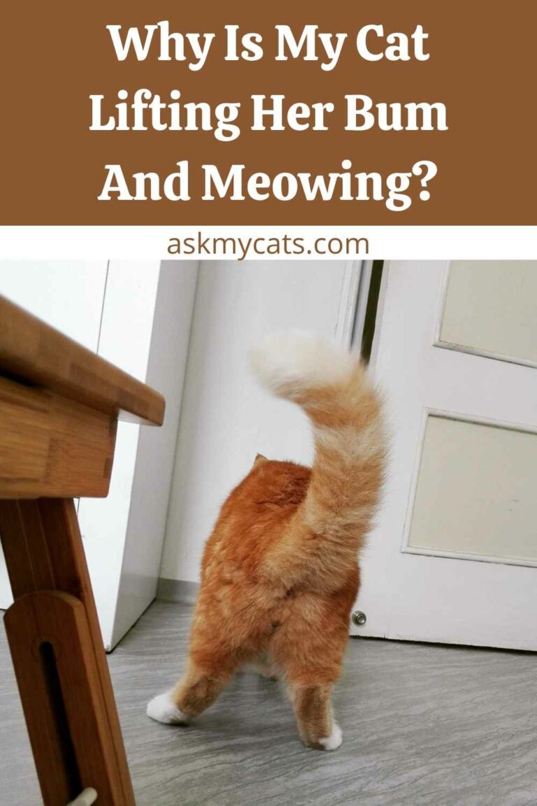 Why Do Cats Lift Their Bum When You Pet Them?