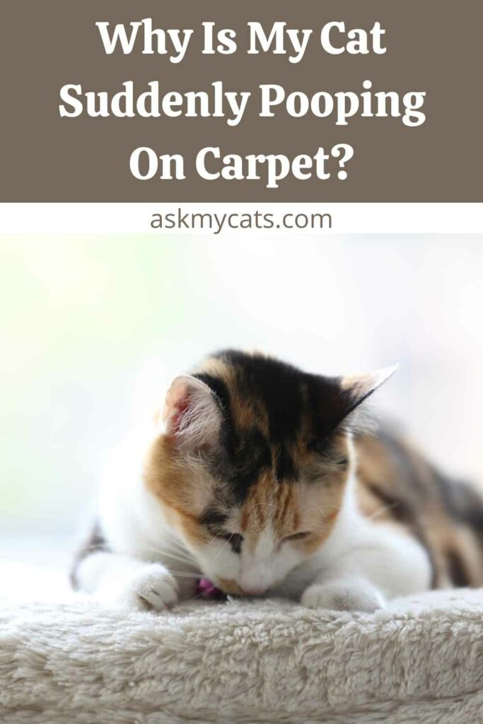 Why Is My Cat Suddenly Pooping On Carpet?