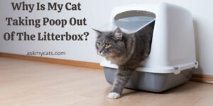 Why Is My Cat Taking Poop Out Of The Litterbox? It’s High Time To Stop Them!