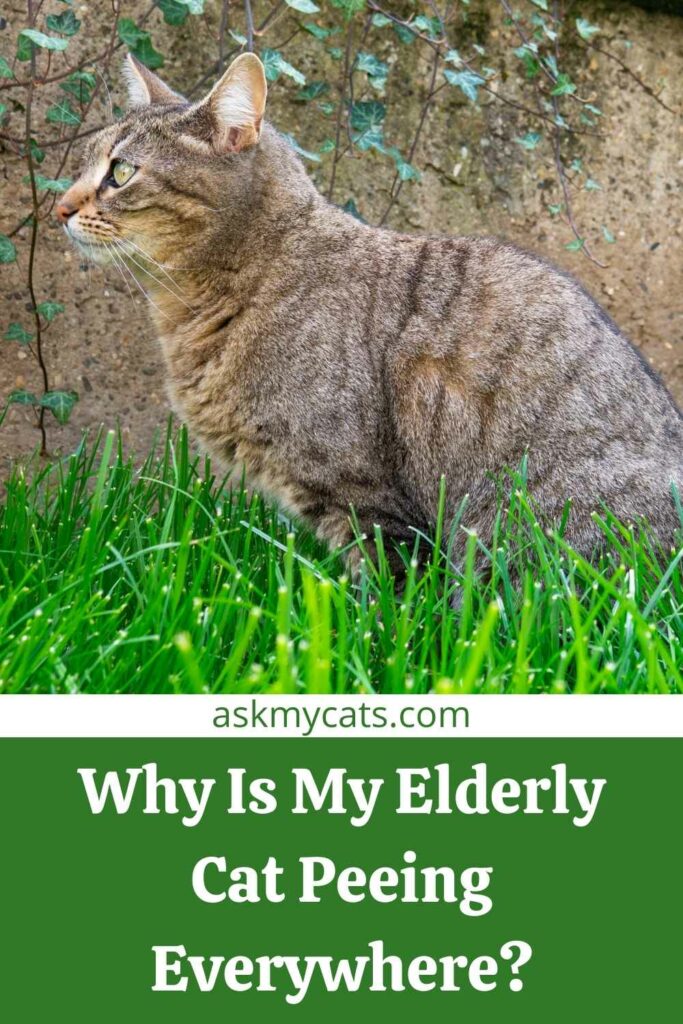 Old cat just 2025 started peeing everywhere