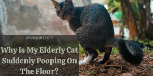 Why Is My Elderly Cat Suddenly Pooping On The Floor? How Can You Deal With Them?