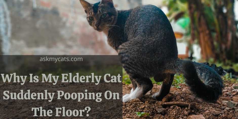 Why Is My Elderly Cat Suddenly Pooping On The Floor
