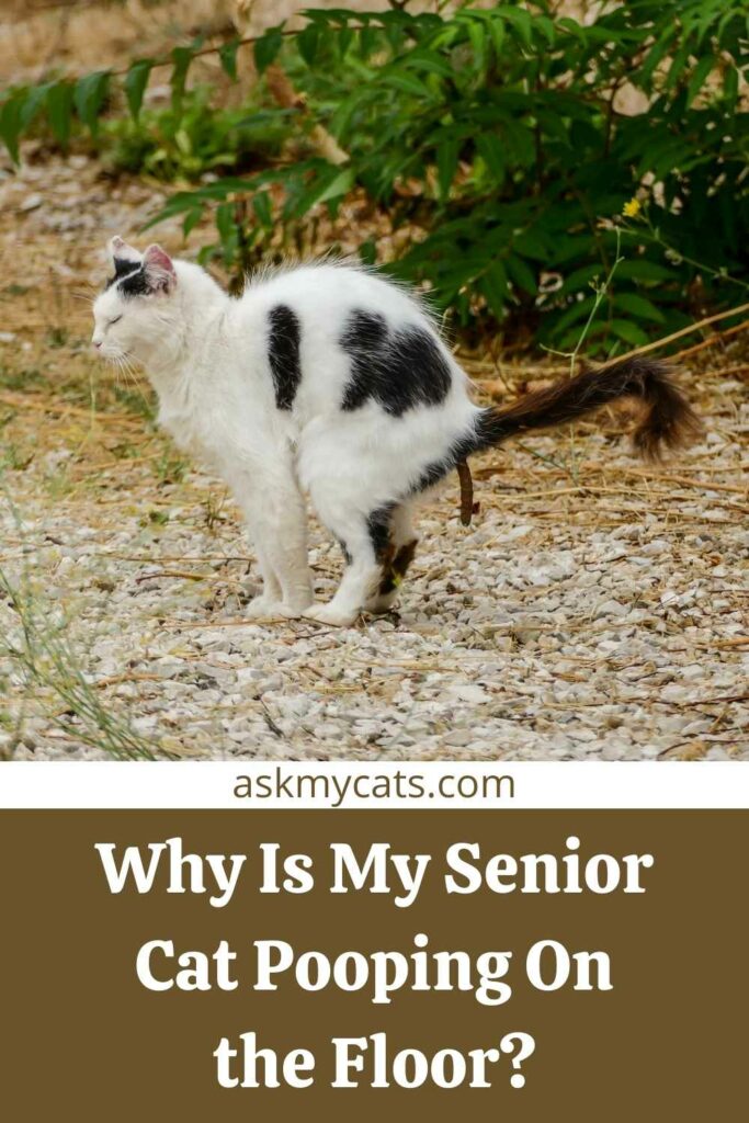 Senior cat pooping outside litter clearance box