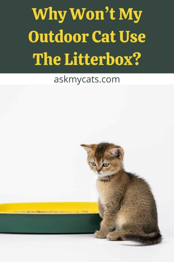 Why Won’t My Outdoor Cat Use The Litterbox?