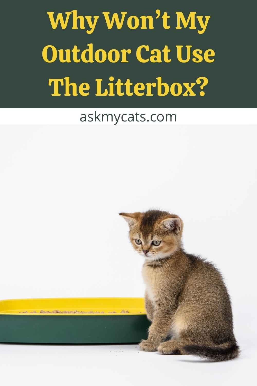 How to Train a Stray Cat to Use a Litter Box? (Easy Tricks!)