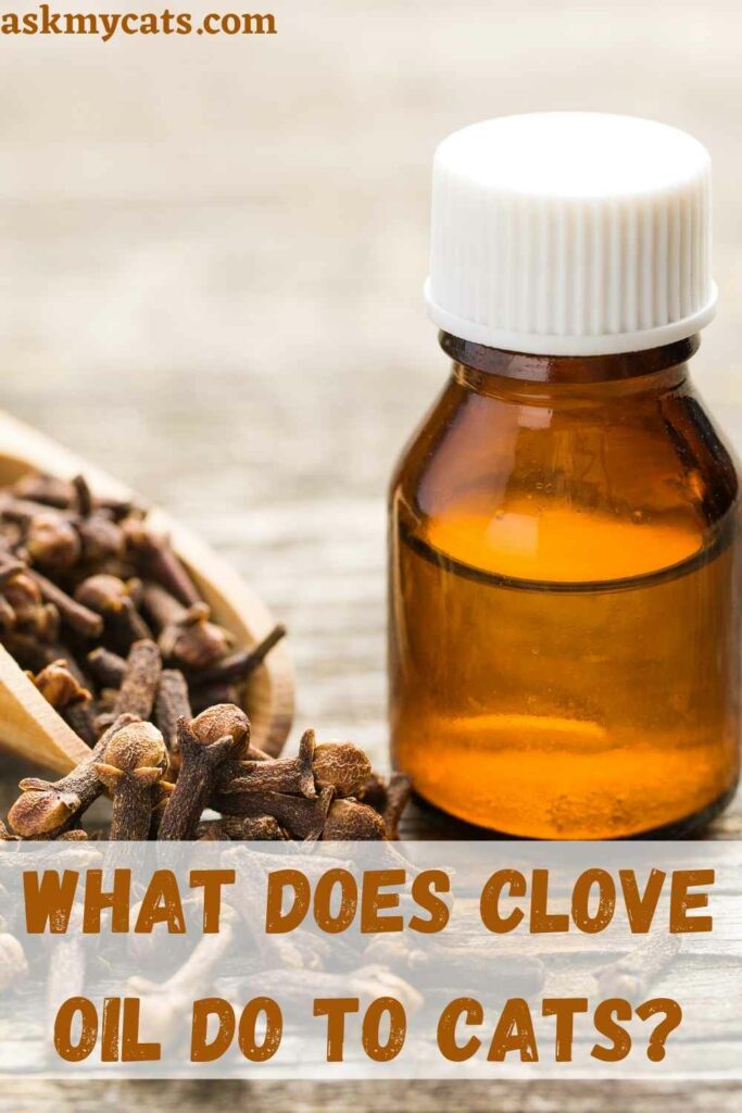 What Does Clove Oil Do To Cats?