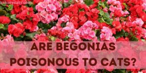 Are Begonias Poisonous To Cats? What Part Of Begonia Is Poisonous To Cats?