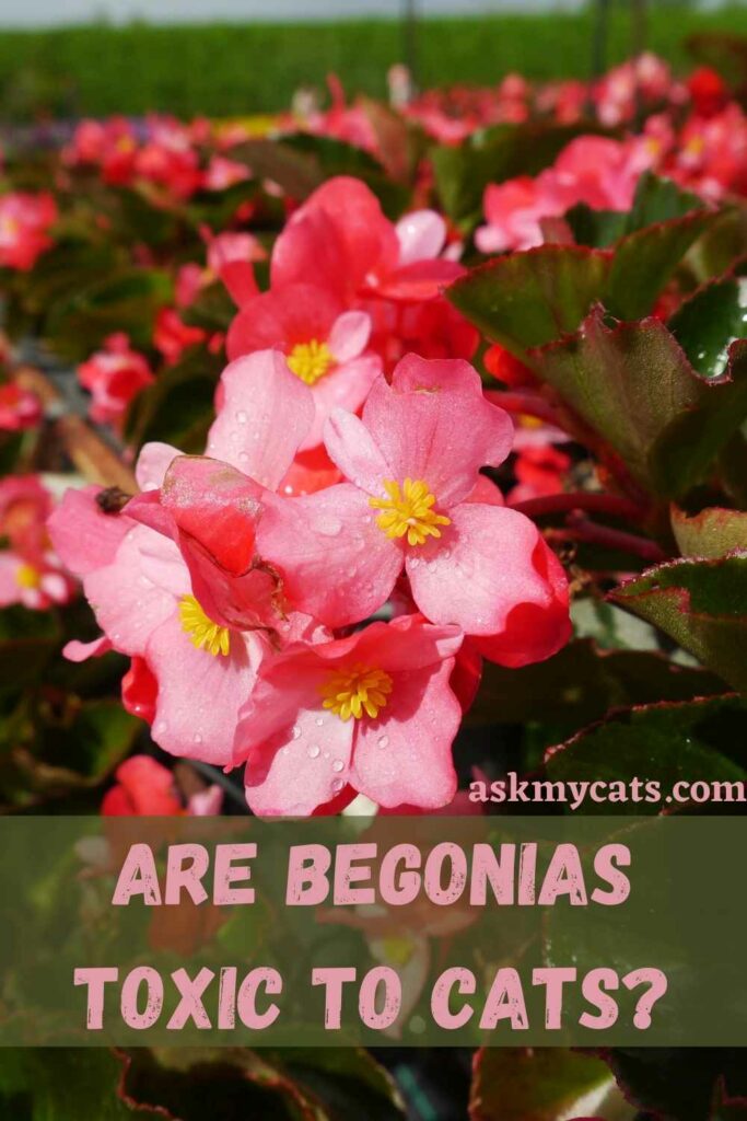 Are Begonias Toxic To Cats?