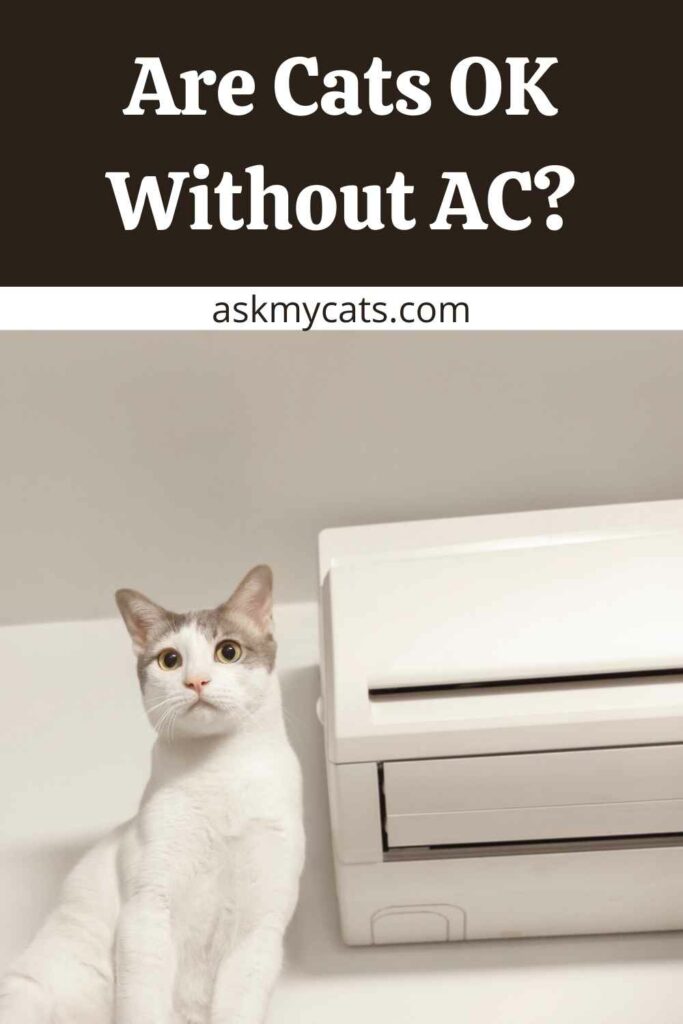 Are Cats OK Without AC