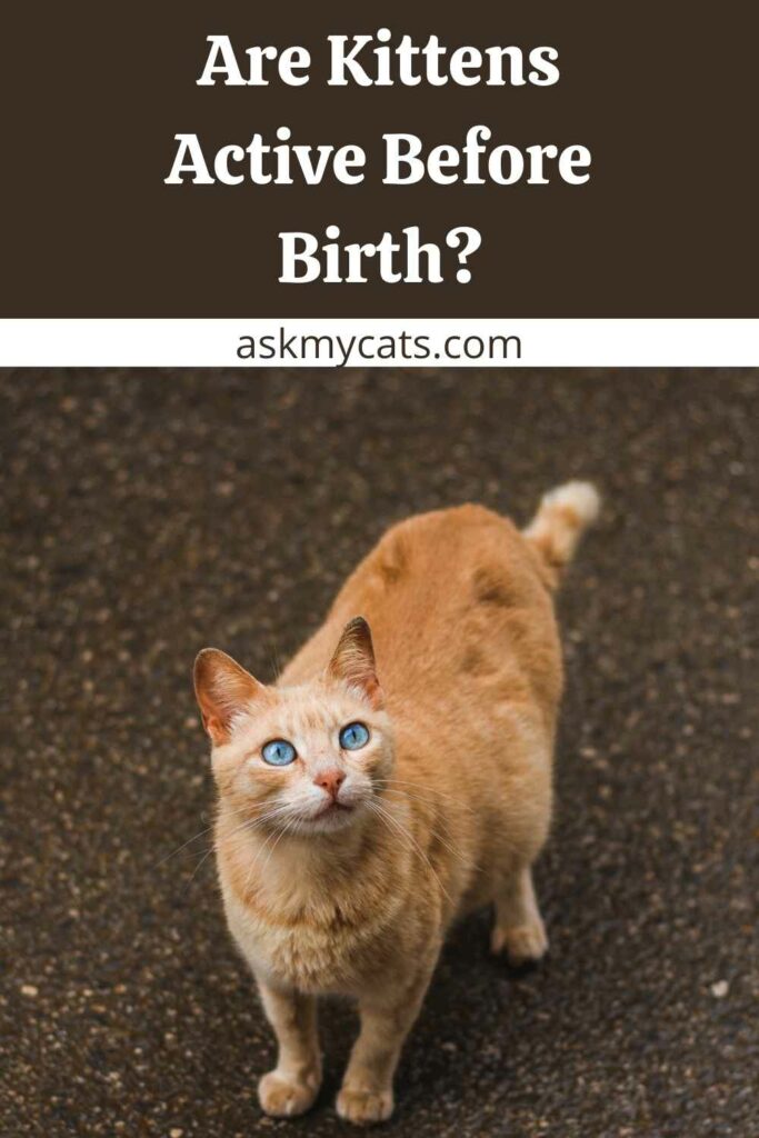 Are Kittens Active Before Birth?