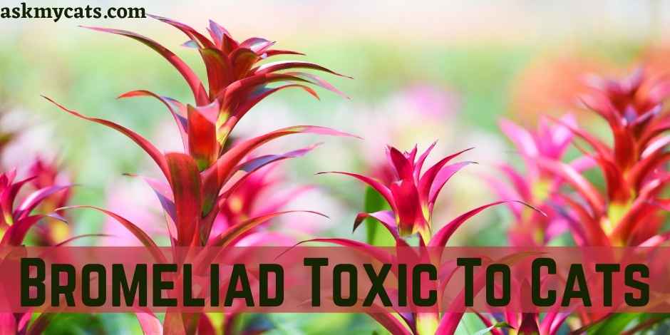 Bromeliad Toxic To Cats