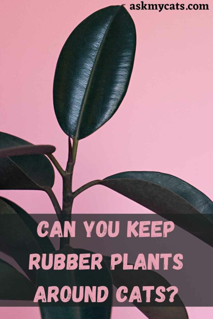 Can You Keep Rubber Plants Around Cats?