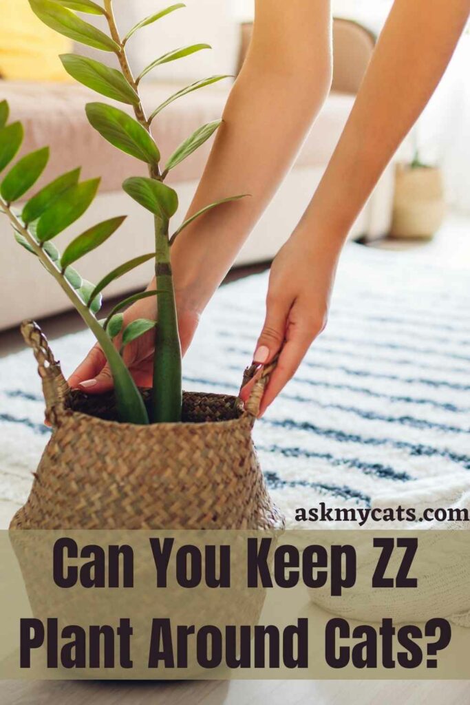 Can You Keep ZZ Plant Around Cats?