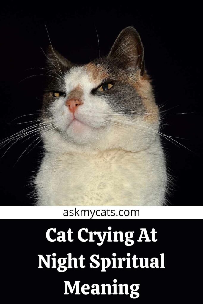 Cat Crying At Night Spiritual Meaning