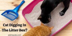 Cat Digging In The Litter Box? Is It A Matter Of Concern?