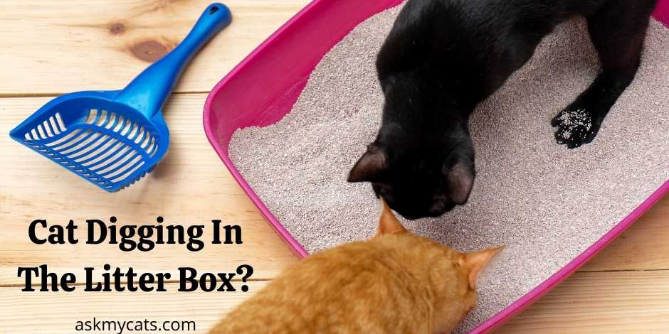 Why Does My Cat Keep Digging in the Litter Box? 