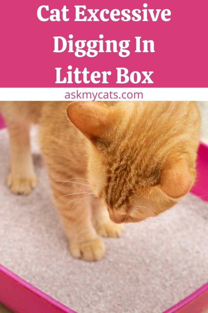 Cat Excessive Digging In Litter Box