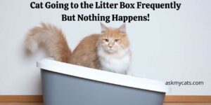 Cat Going to the Litter Box Frequently But Nothing Happens!