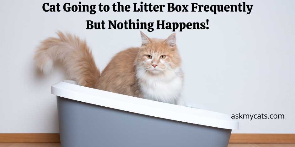 Cat keeps going to litter 2025 box but not doing anything