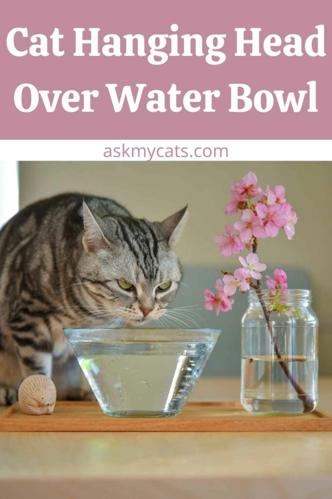 Cat Hanging Head Over Water Bowl