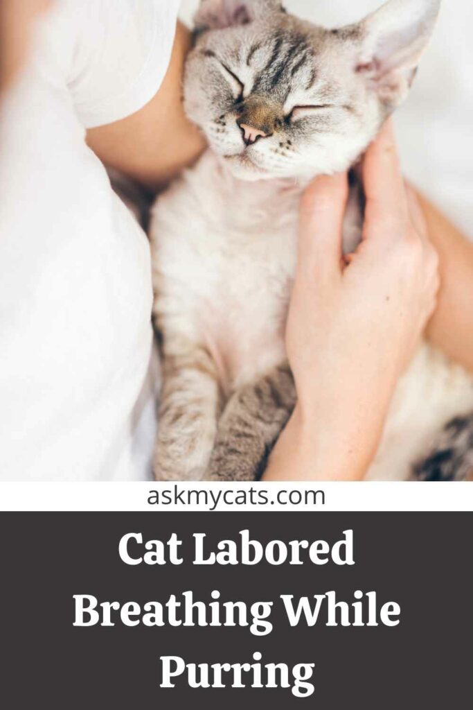 cat breathing fast while purring Cool Part Diary Stills Gallery