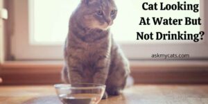 Cat Looking At Water But Not Drinking? Know The Reasons Behind!
