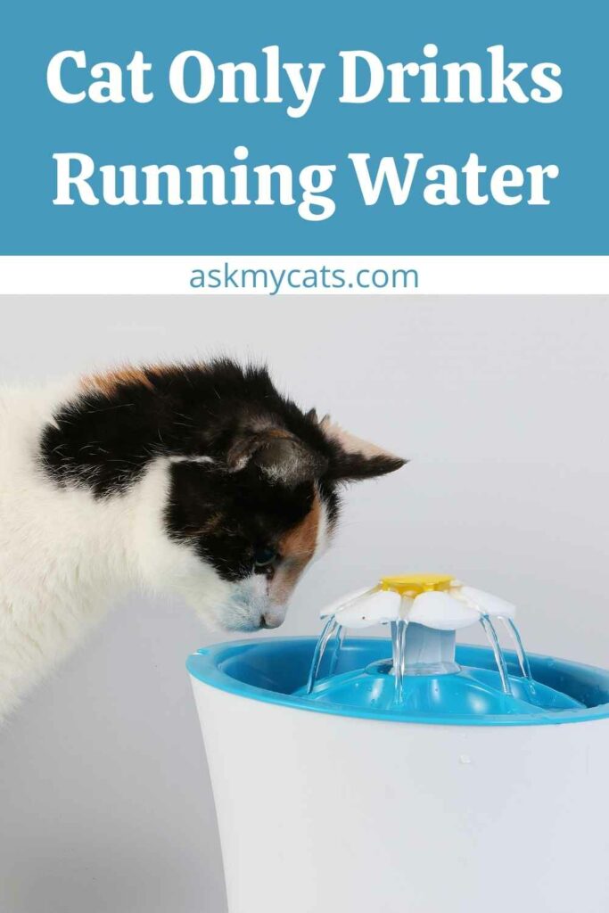 Cat Only Drinks Running Water