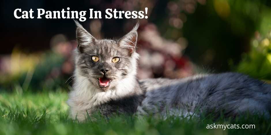 Cat Panting In Stress