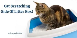 Cat Scratching Side Of Litter Box! (The Most Obvious Reasons)