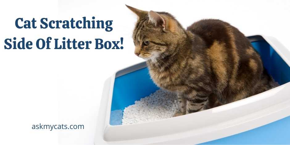 Cat scratching outlet litter box wall