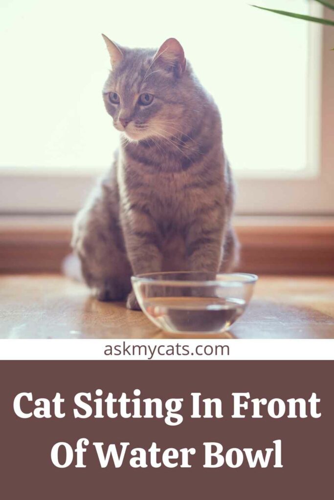 Cat Sitting In Front Of Water Bowl