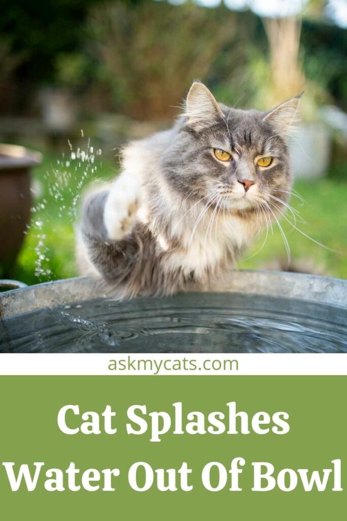 Cat Splashes Water Out Of Bowl