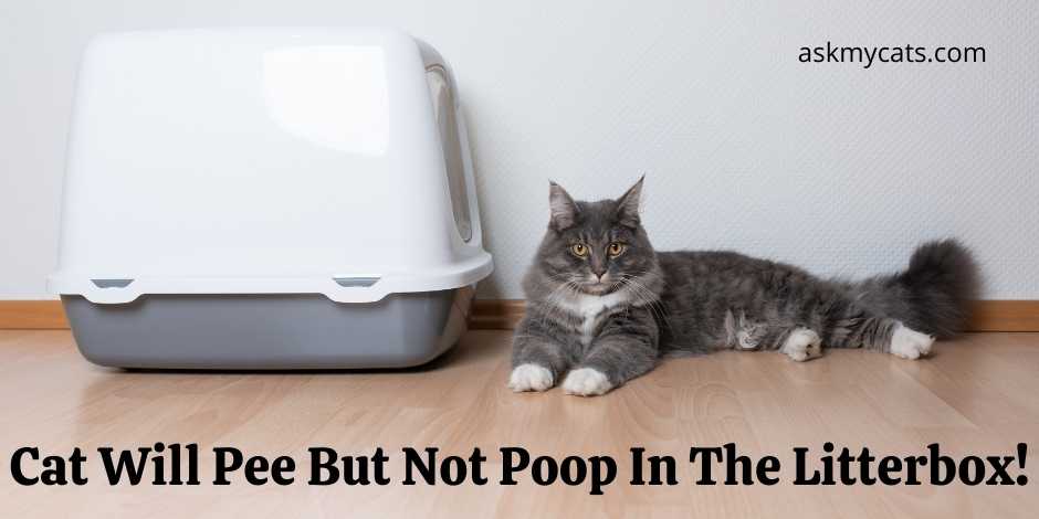 Cat will pee on sale but not poop