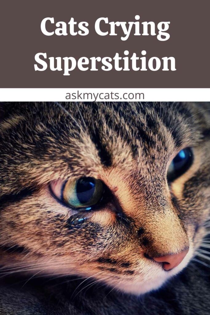 Cats Crying Superstition