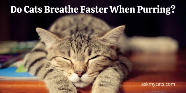 Do Cats Breathe Faster When Purring 
