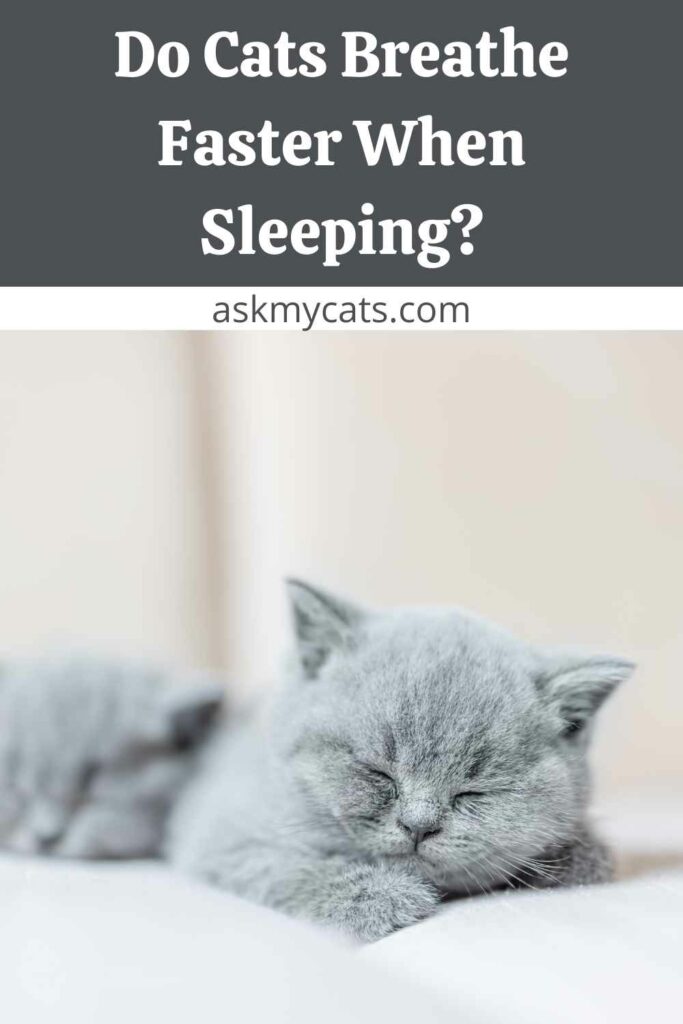 Do Cats Breathe Faster When Sleeping?