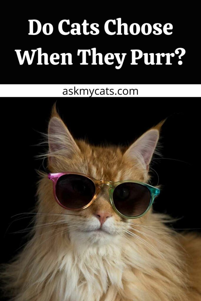 Do Cats Choose When They Purr?