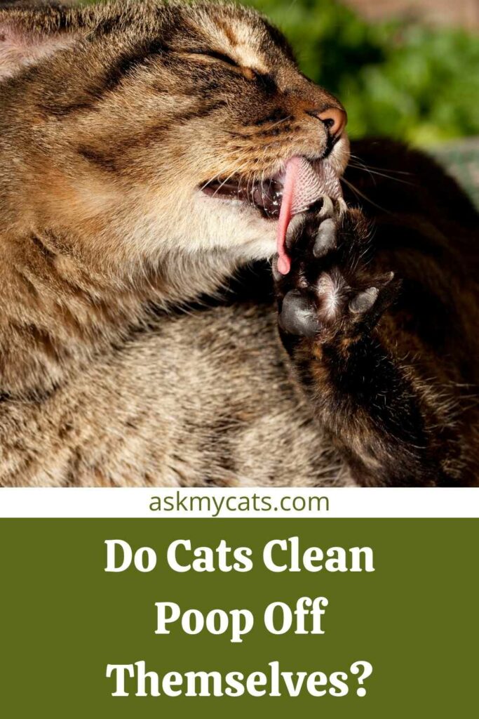 Do Cats Clean Poop Off Themselves?