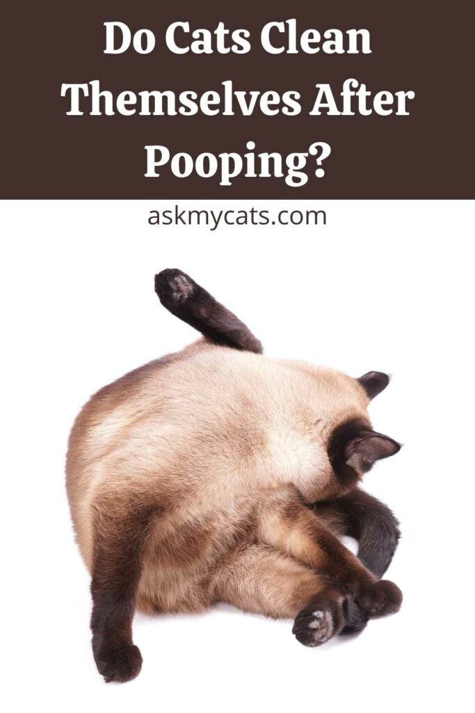 Do Cats Clean Themselves After Pooping?