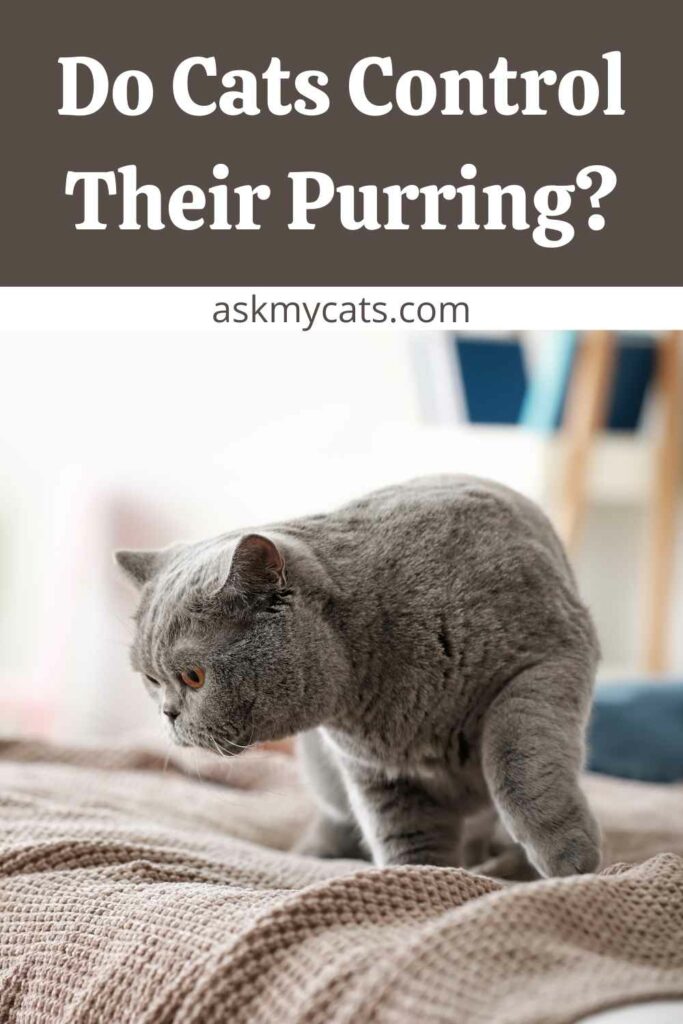 Do Cats Control Their Purring?