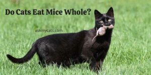 Do Cats Eat Mice Whole? What Happens If A Cat Eats A Whole Mouse?