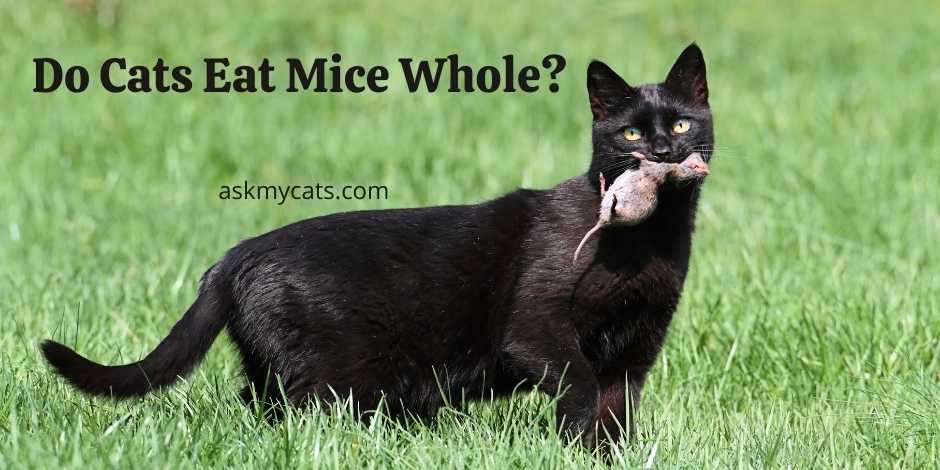 Do Cats Eat Mice Whole