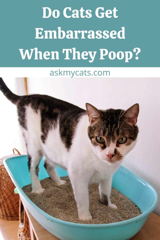 Do Cats Get Embarrassed When They Poop?